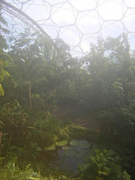 Inside the humid tropics biome
