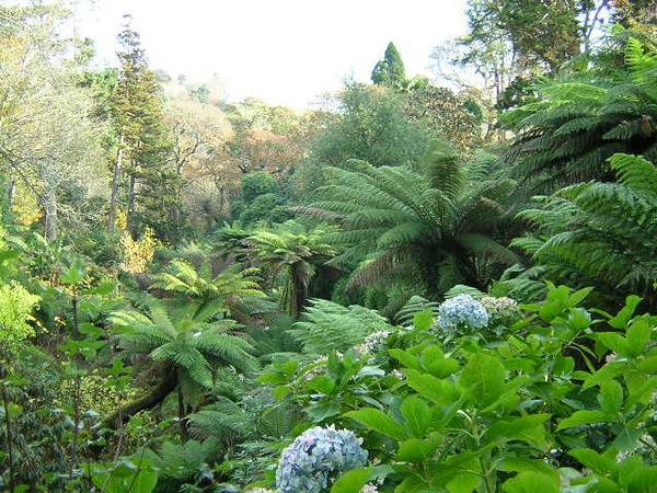The Jungle in the Lost Gardens of Heligan