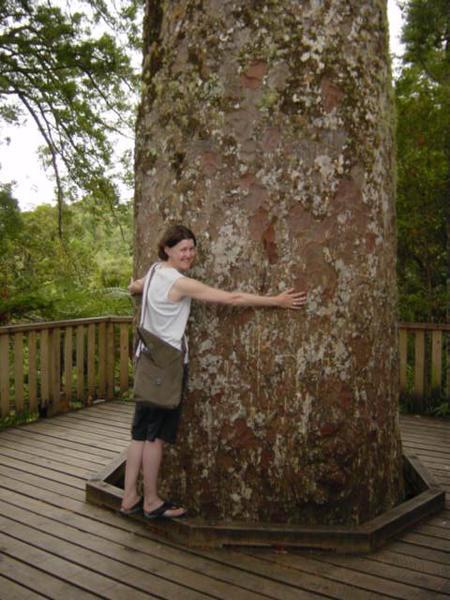 Kate and the Giant Kauri