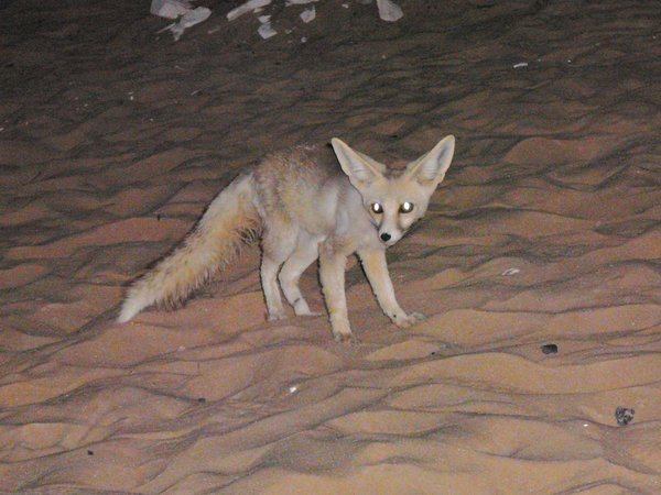 DESERT FOX