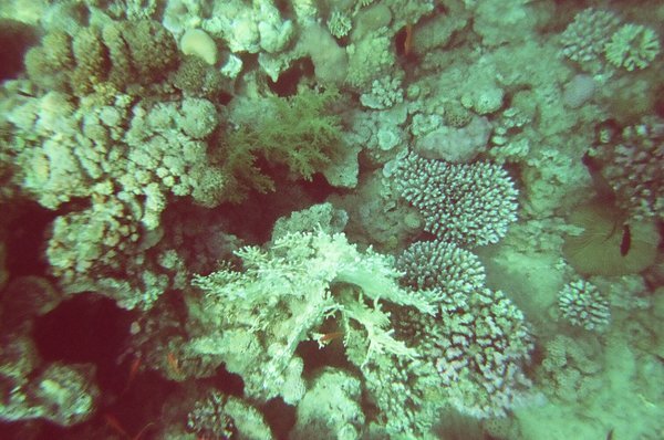 CORAL FORMATIONS