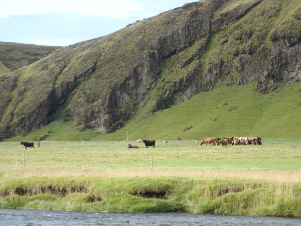 SHORT STOCKY COWS OF ICELAND