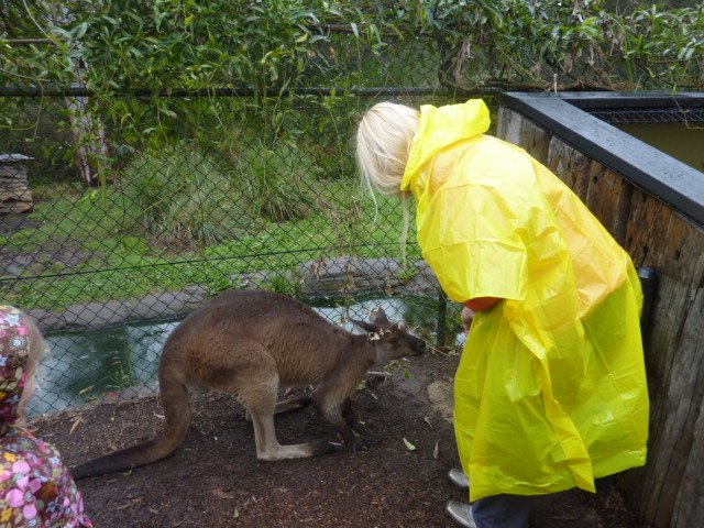 Kangaroo feeding time with Angie