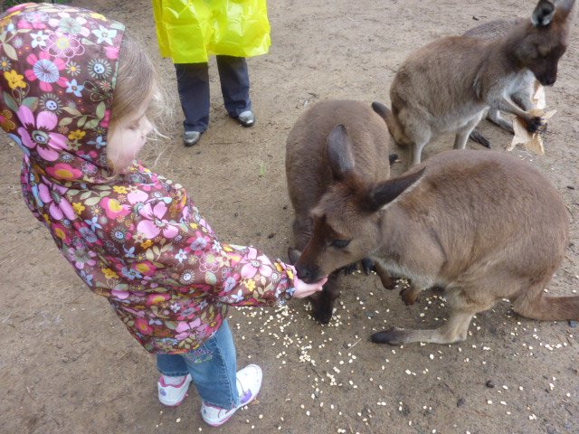 Amelia and the kangaroos
