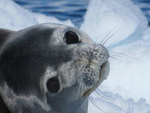 Weddel Seal - the cute ones