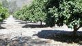 Fruit orchards 