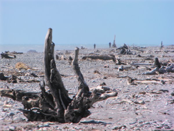 DEAD TREES ON BEACH