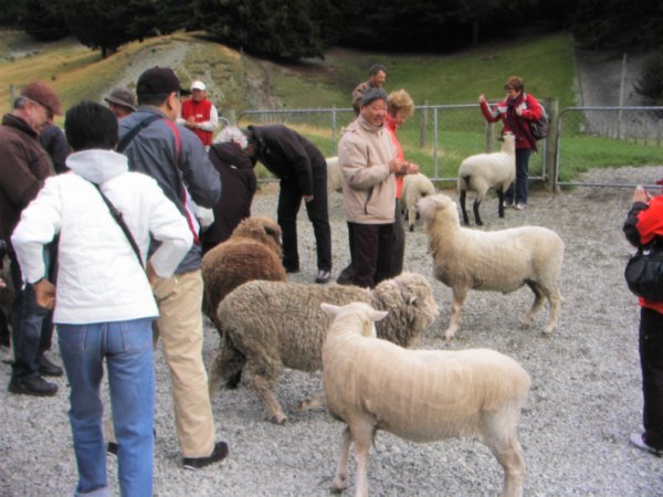 Tourists, Sheep, Tourists