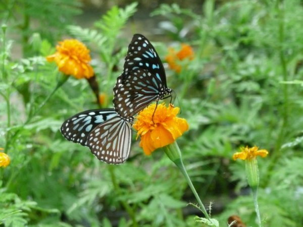 At Butterfly Garden & Insect World