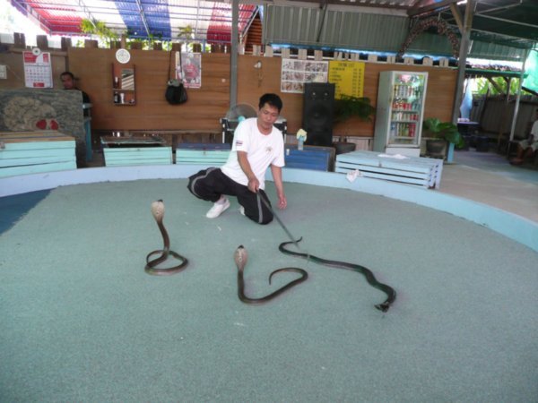 Jimmy with 3 Cobras