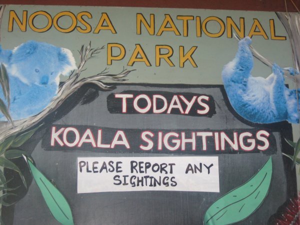 Koala sighting board