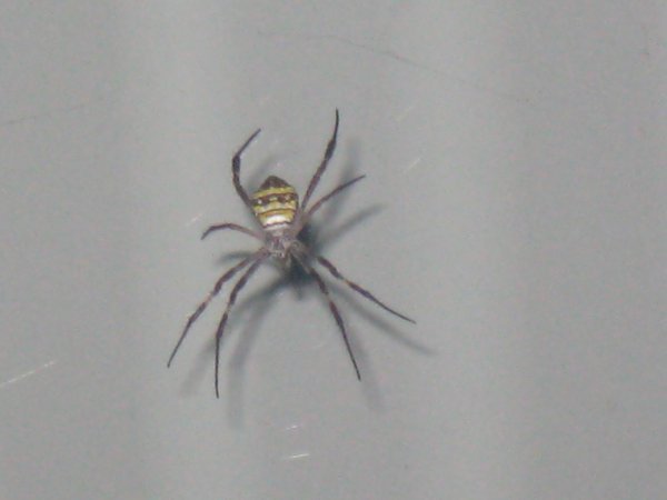 Spider found in the bathrooms