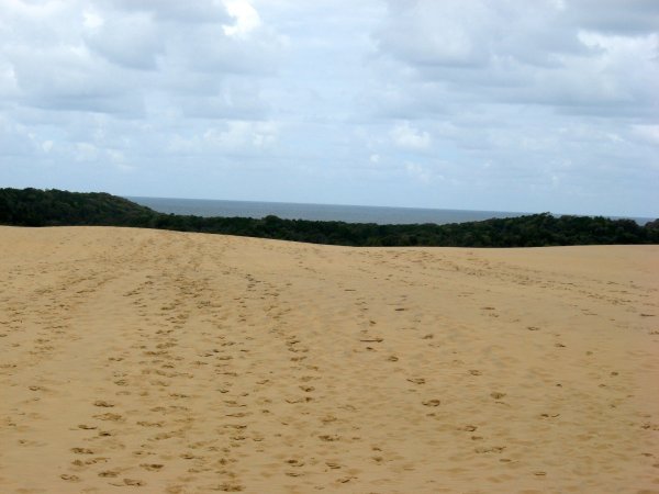 Sand, forest, ocean