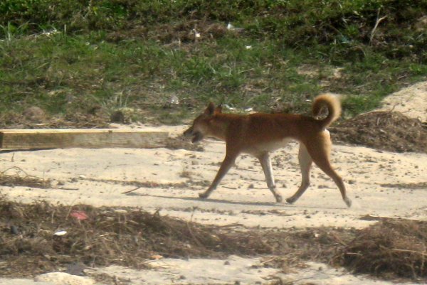 Female dingo