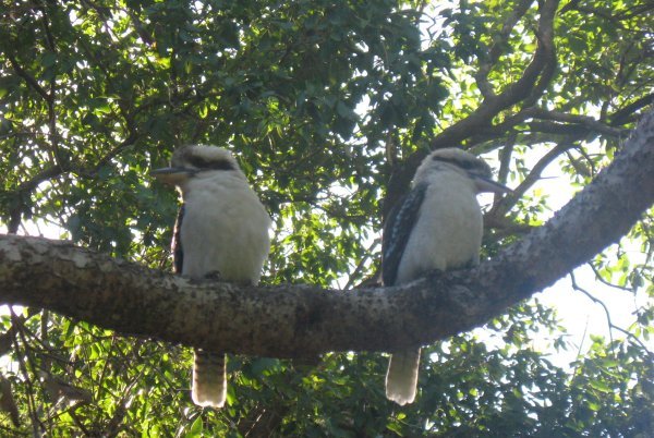 Kookaburras