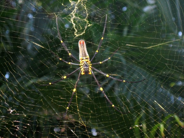 Massive spider