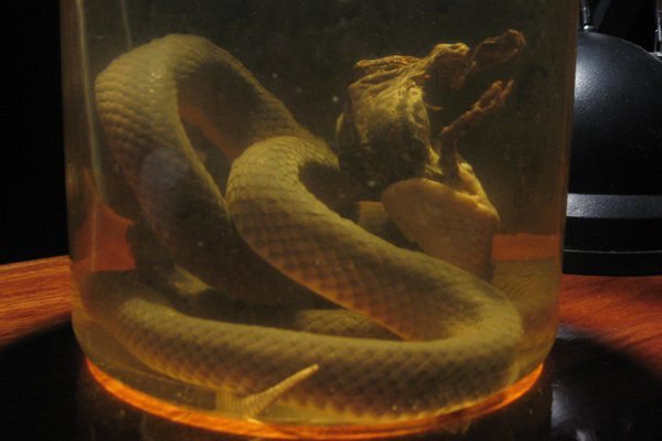 Snake in a jar