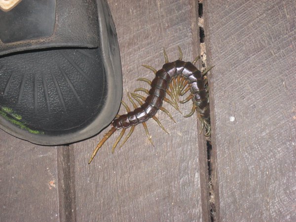 Giant centipede