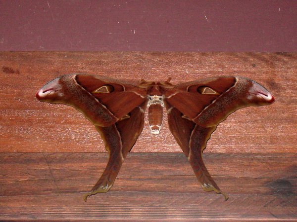 Hercules moth
