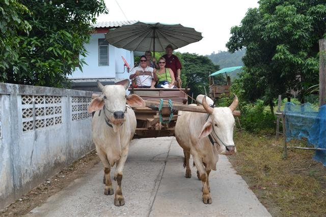 Ox cart trip. (Small)