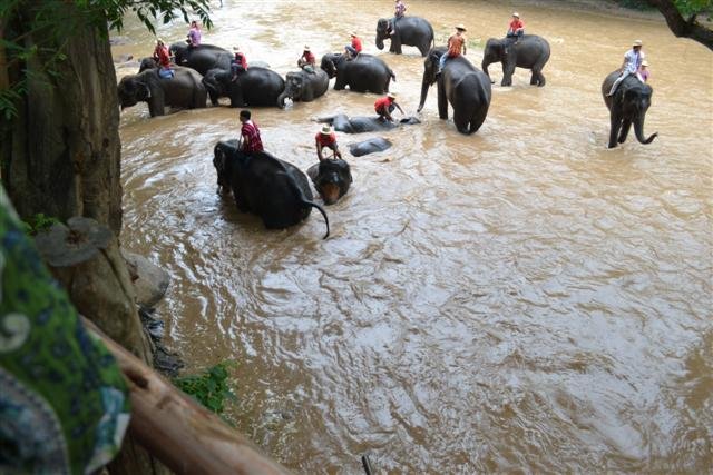 Elephants enjoying their bath.