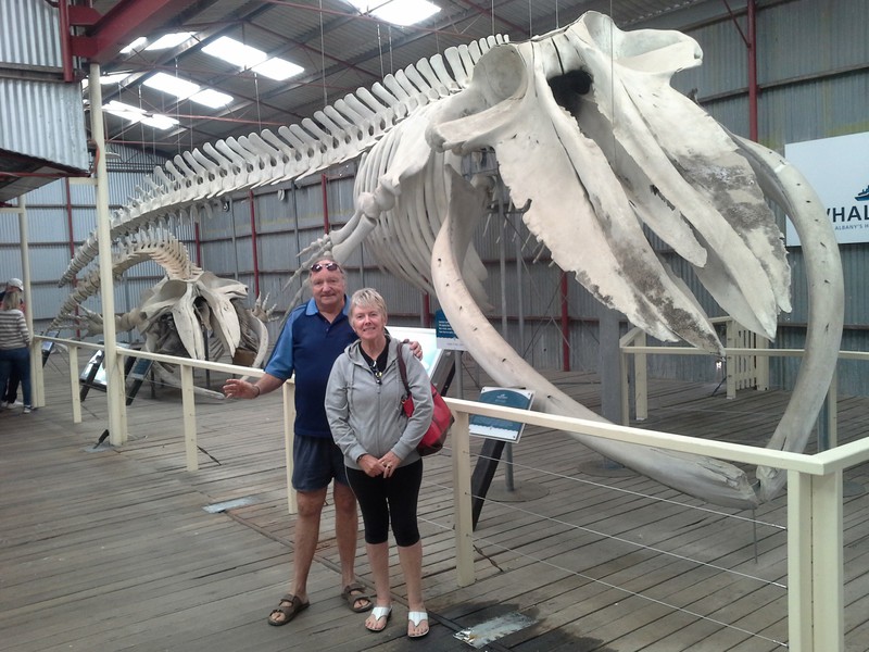 Tony and I with skeleton of Pygmy Blue Whale.