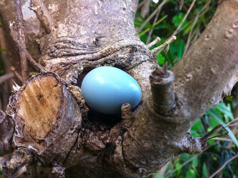 Random Blue Egg