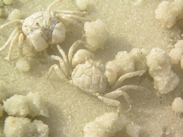 Tiny Crabs