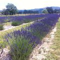 Lavender Rows!