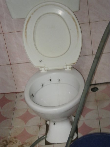 Giant ants on the toilet