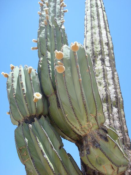 Cactus... again!