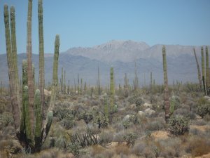 Desert Mexicain