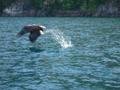Fish eagle swooping up a fish