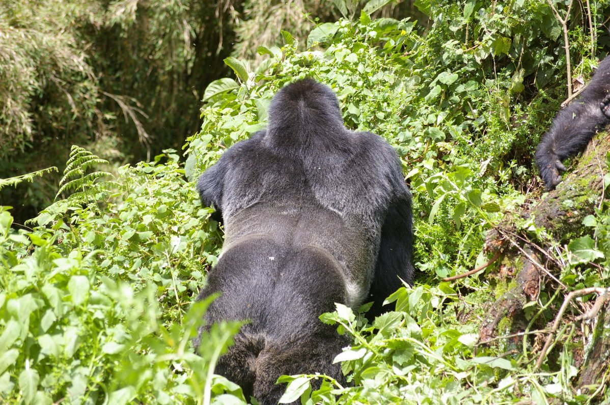 Why are they called silverbacks?