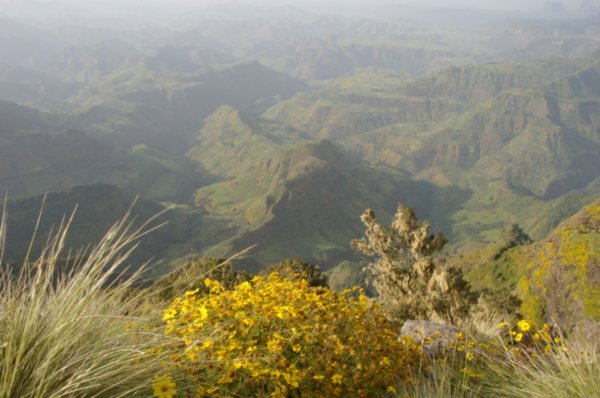 Meskal flower and scenery