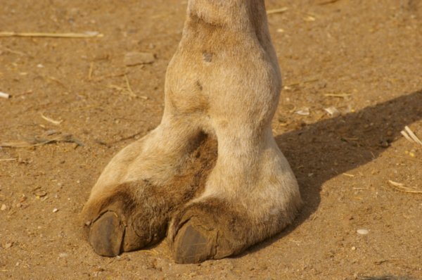 This is what a camel toe really looks like