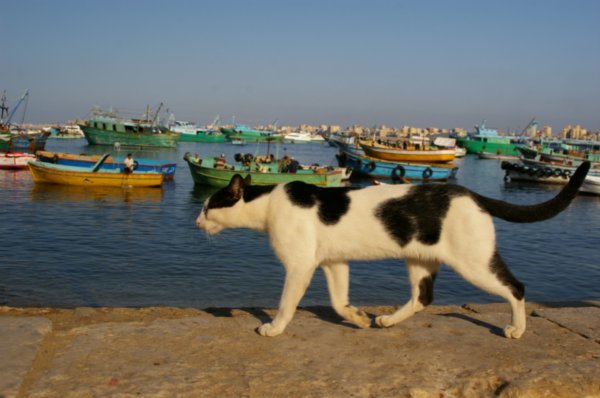 Cats a constant feature of every Egyptian city