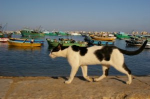 Cats a constant feature of every Egyptian city