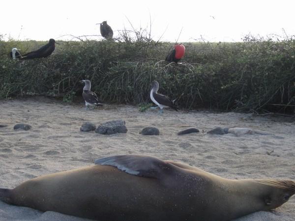 Sea lion, blue-footed boobie, frigatebird