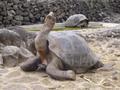Long neck  Galapagos land tortoise