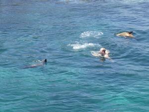 Swimming with the sea lions