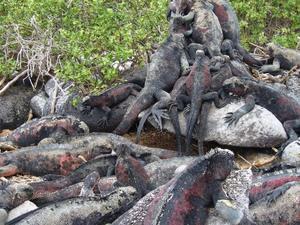 More marine Iguanas