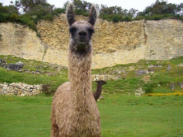 Llama in front of the Kuélap fortress