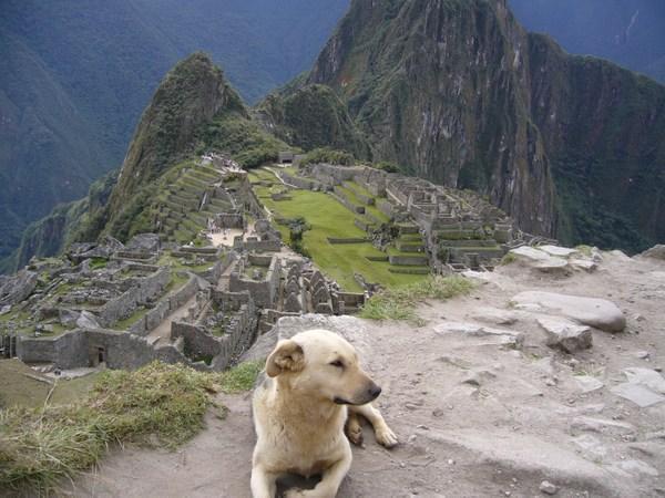 Dog and Machu Picchu
