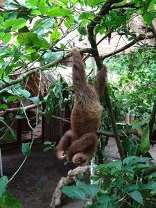 Sloth hanging out