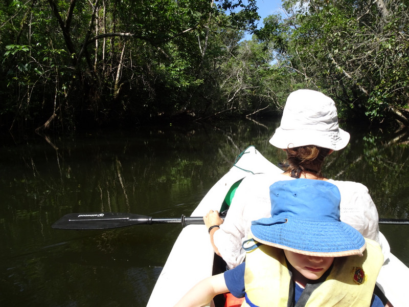 Kayak trip to check out the mangroves