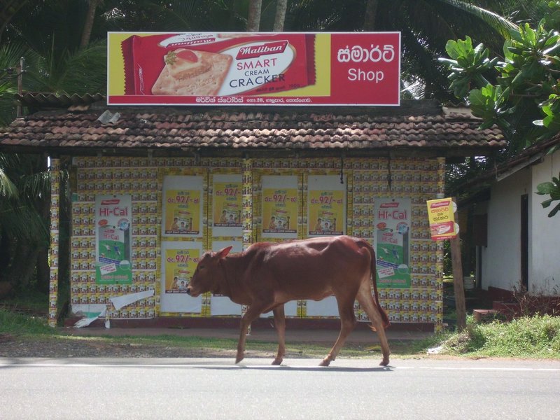 Cow infront of the shop!