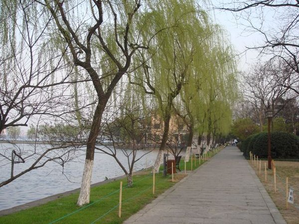 Willow on West Lake