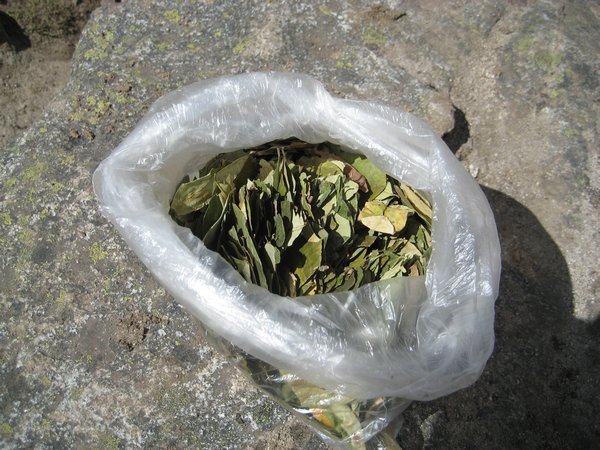 The coca leaf helped us with the altitude