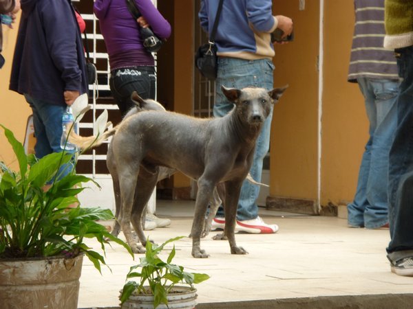 Peruvian Dog, Trujillo